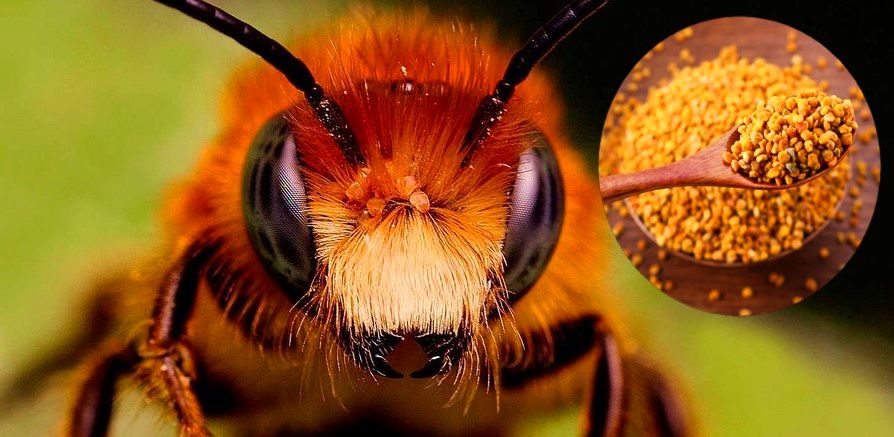 Пчелиная пыльца. Польза для здоровья человека.