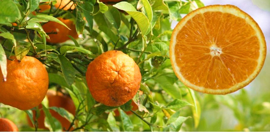 Горький апельсин. Его польза для здоровья человека